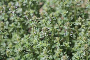 Sizilianischer Oregano (Origanum Majoricum)