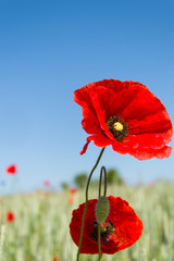 Red poppies
