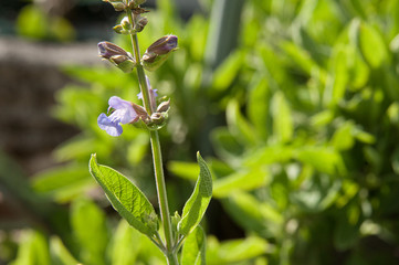 Salvia