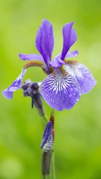 Verschiedenfarbige Schwertlilie / Iris versicolor