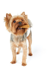 Dog with chewing stick in the mouth