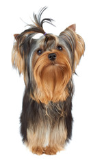 Perfectly groomed puppy