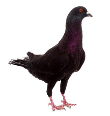 Pigeon