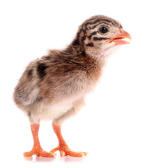 Guinea fowl chick small bird isolated on white background
