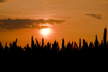 Getreide im Sonnenuntergang
