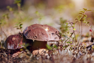 Cepes grow in a reindeer lichen.