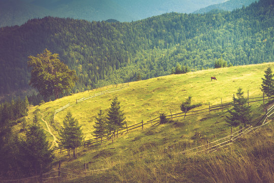 Mountain landscape. View of the meadow fenced fence and cows grazing on it.