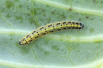 Schädling: Großer Kohlweißling - Pieris brassicae