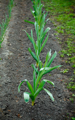 Garlic Bed