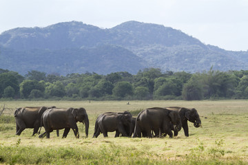Fototapeta premium Wild Asian elephant in Minneriya national park, Sri Lanka