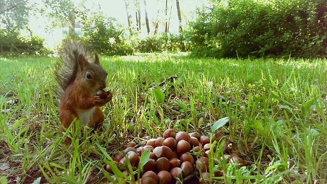 a cute little squirrel eating nuts from a big pile of nuts