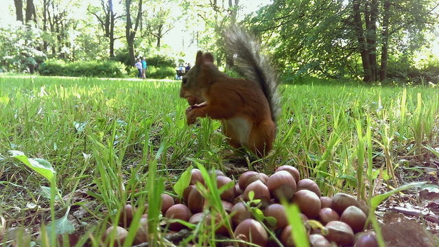 a cute little squirrel eating nuts from a big pile of nuts