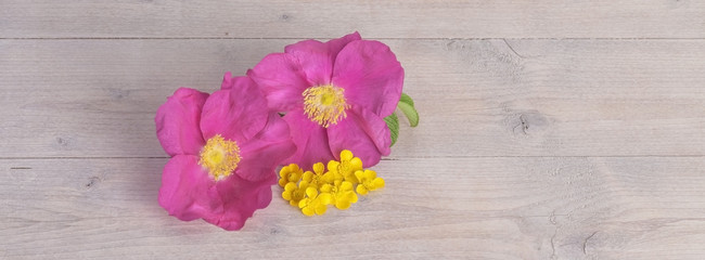 Beautiful blossoms in header size