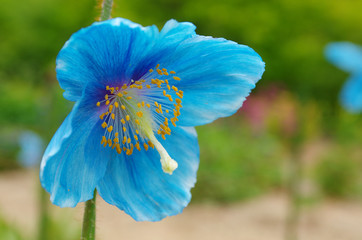 ヒマラヤの青いケシ