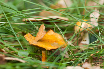yellow mushrooms in   grass