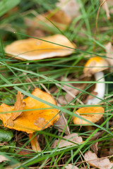  mushrooms in   grass of   forest.