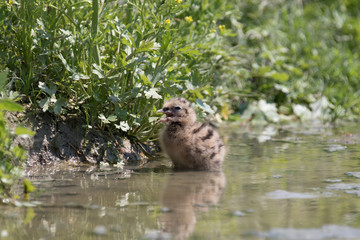 black-headed gull chick