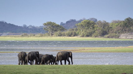 Fototapeta na wymiar Wild Asian elephant in Minneriya national park, Sri Lanka