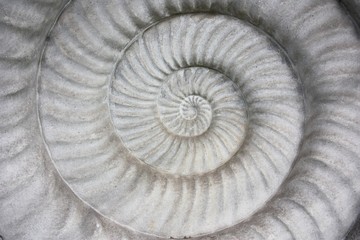 Ammoniten-Relief