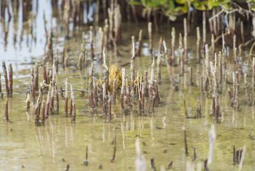 Roots of a white mangrove tree in a tropical lagoon
