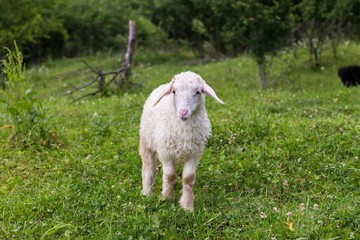 lamb © ibraman3012