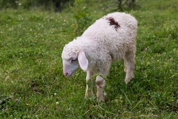 lamb