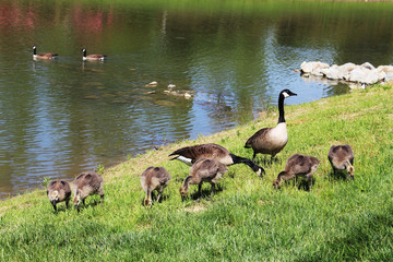 Family of Canada geese with goslings are feeding on lush grass by a pond
