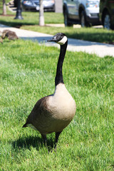 Giant Canada goose (Branta canadensis maxima) in the residenatial area