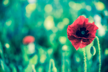 Poppy flower with blur summer meadow in background