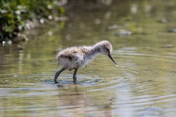 Pied avocet chick