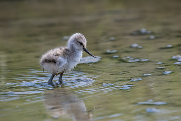 Pied avocet chick