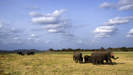 Fototapeta na wymiar Asian elephant in Minneriya, Sri Lanka
