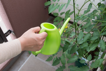 植物への水やり