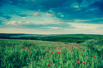 Idyllic landscape of summer wild flowers meadow in West Pentire,