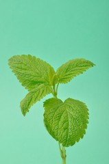 lemon balm,(Melissa officinalis)