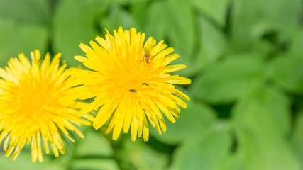 Yellow dandelions