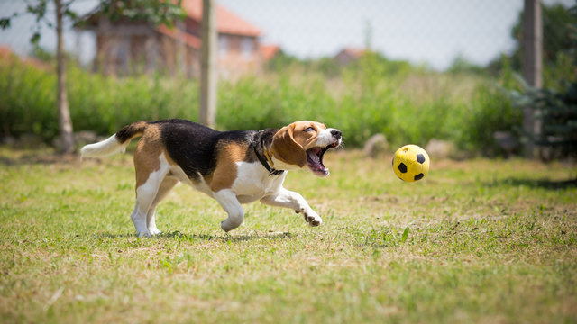 Dog Trying To Catch Yellow Ball