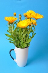  Calendula officinalis
