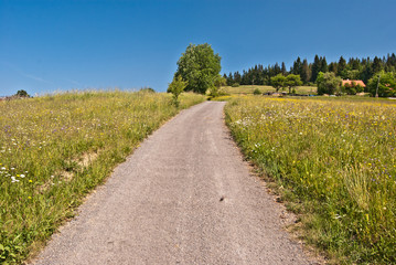 Fototapeta na wymiar road, meadow, isolated tree and isolated houses in Slezske Beskydy mountains