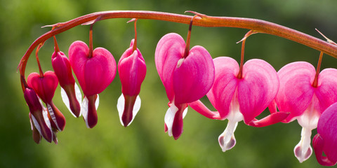 Tränende Herz, (Lamprocapnos spectabilis), auch Zweifarbige Herzblume, Herzerlstock, Flammendes...