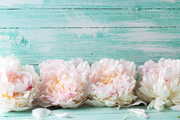 Peonies flowers