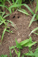 formicaio in giardino