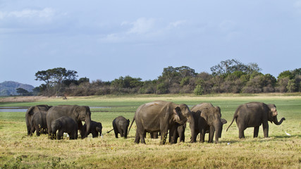 Fototapeta na wymiar Asian elephant in Minnerya, Sri Lanka