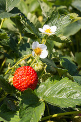 erdbeerpflanze
