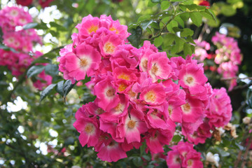 rosa rampicante in fiore_ giardino