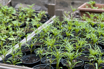 seedlings in wooden container