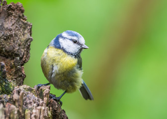 Obraz premium Blue tit