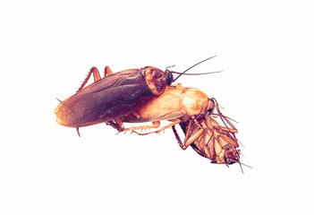 Relationship concept : Cockroach make love threesome on white ba