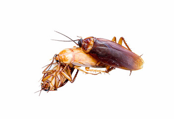 Relationship concept : Cockroach make love threesome on white ba