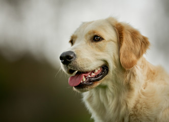 Golden retriever dog on sunny day